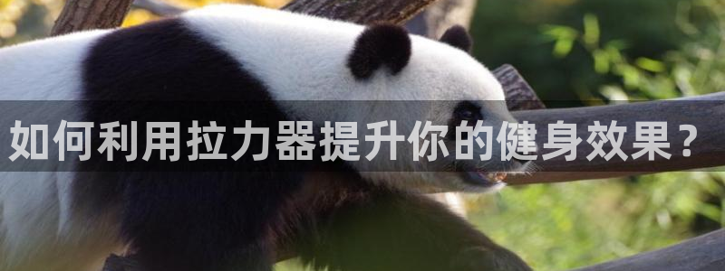 德国意昂5(KGAME)集团:如何利用拉力器提升你的健身效果